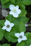 Bunchberries & Columbia Windflower