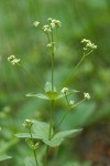 Oregon Bedstraw