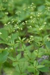 Oregon Bedstraw