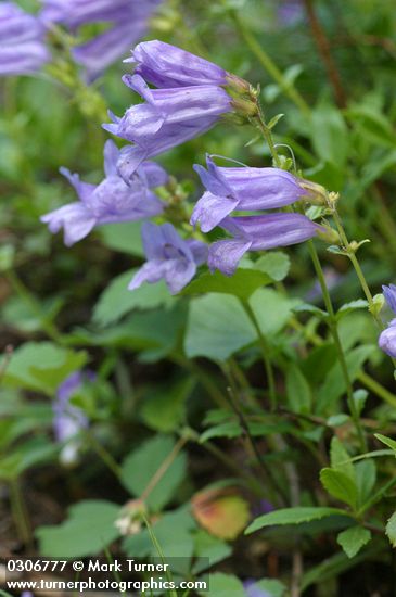 Penstemon cardwellii