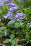 Cardwell's Penstemon