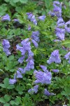 Cardwell's Penstemon w/ young Hemlock tree