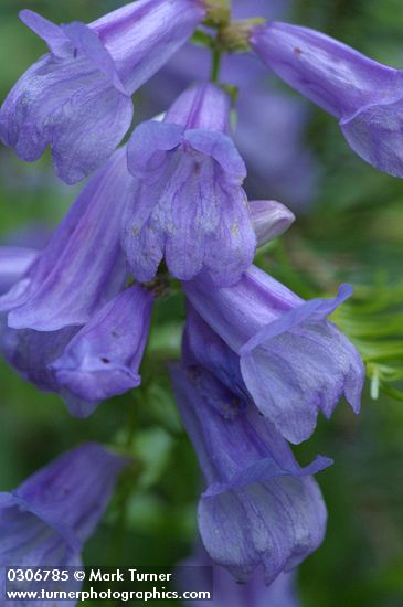 Penstemon cardwellii