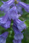 Cardwell's Penstemon blossoms extreme detail