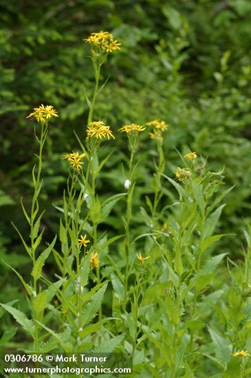 Senecio triangularis