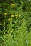 Arrowhead Butterweed