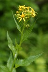 Arrowhead Butterweed blossoms & foliage detail