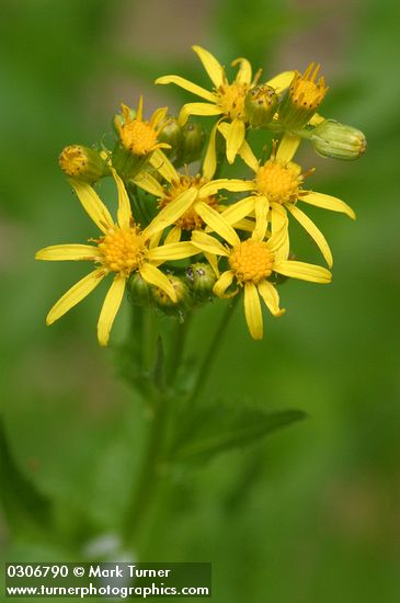 Senecio triangularis