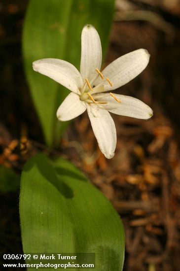 Clintonia uniflora