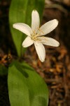 Bead Lily (Queen's Cup)