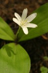 Bead Lily (Queen's Cup)