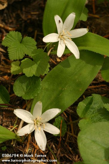 Clintonia uniflora