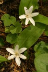 Bead Lilies (Queen's Cup)