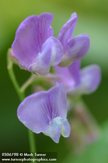 Vicia americana