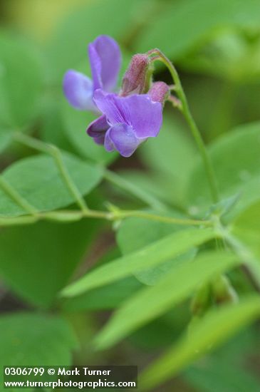 Vicia americana