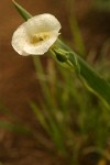Mountain Cat's Ear