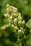 Alpine Knotweed blossoms detail