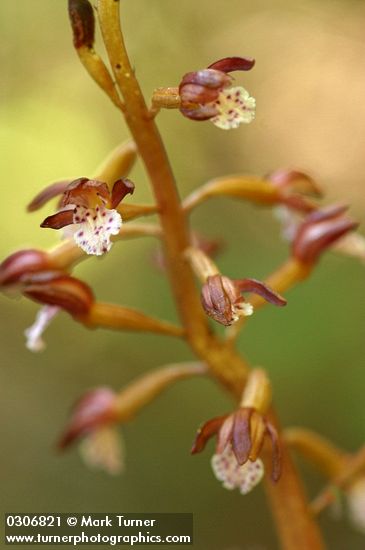 Corallorhiza maculata