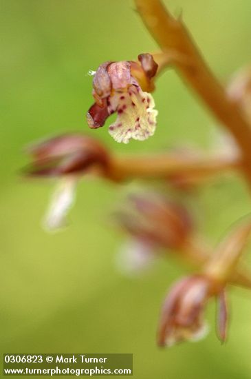 Corallorhiza maculata