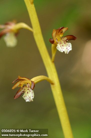 Corallorhiza maculata