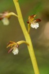 Spotted Coralroot blossoms detail