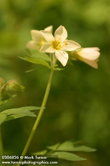 Polemonium carneum