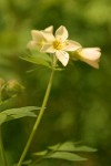 Royal Polemonium blossoms