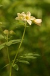 Royal Polemonium