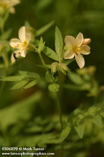 Polemonium carneum