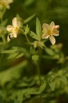 Royal Polemonium