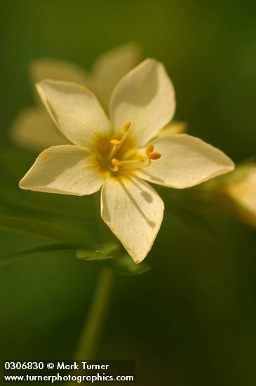 Polemonium carneum