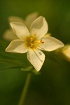 Royal Polemonium blossom detail