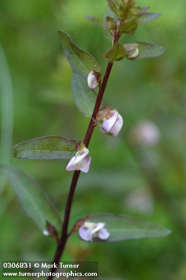 Pedicularis racemosa