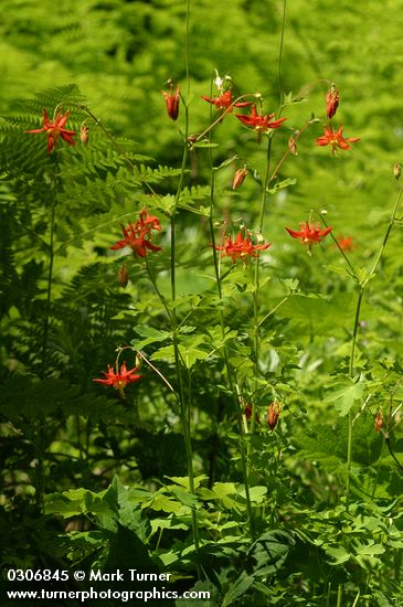 Aquilegia formosa