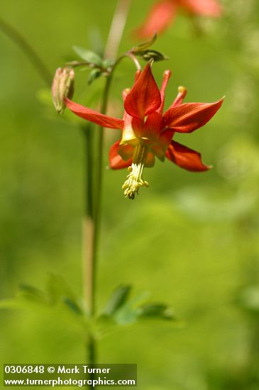 Aquilegia formosa