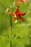 Columbine blossom detail