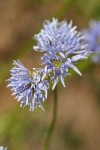 Blue Field Gilia blossoms extreme detail