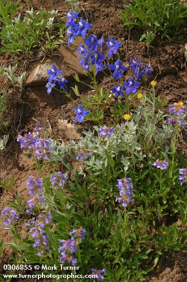 Delphinium menziesii; Penstemon procerus