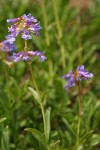 Small-flowered Penstemon blossoms & foliage