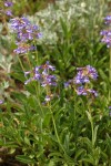 Small-flowered Penstemon blossoms & foliage