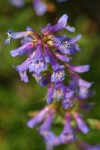 Small-flowered Penstemon blossoms detail