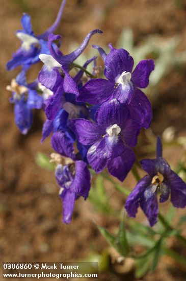 Delphinium menziesii