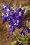 Menzies' Delphinium blossoms detail