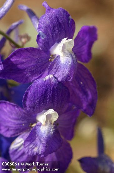 Delphinium menziesii