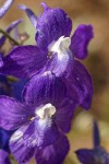 Menzies' Delphinium blossoms extreme detail