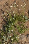 Mountain Sandwort