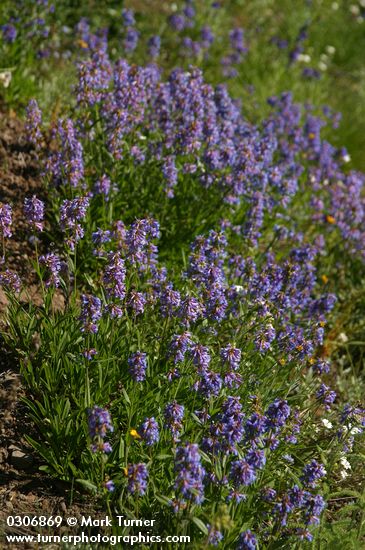 Penstemon procerus