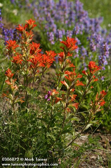 Castilleja hispida; Penstemon procerus