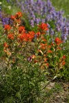 Harsh Paintbrush w/ Small-flowered Penstemon bkgnd