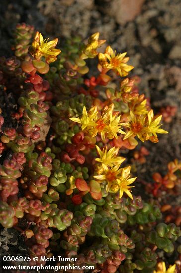 Sedum divergens